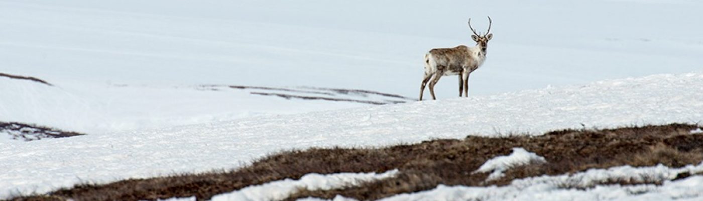 Indigenous Russia @ NAISA 2020